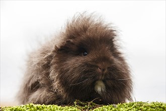 Swiss Teddy Guinea Pig