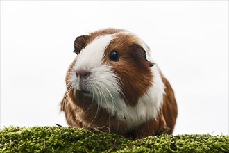 Smooth Coated Guinea Pig