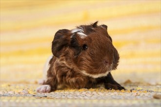 Swiss Teddy Guinea Pig