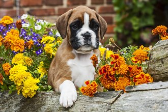 Boxer puppy