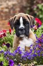 Boxer puppy