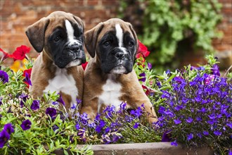 Boxer puppies