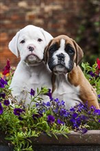 Boxer puppies
