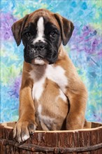 Boxer dog