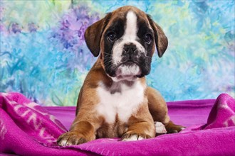 Boxer dog