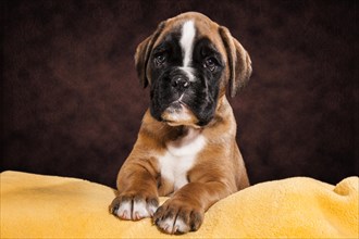 Boxer dog