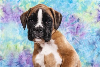Boxer dog