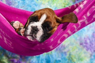 Boxer dog