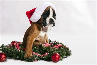 Boxer dog