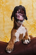 Boxer dog