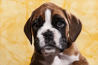 Boxer dog