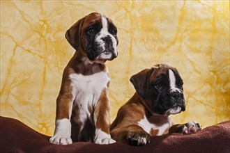 Two Boxer dogs