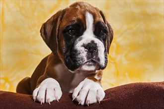 Boxer dog