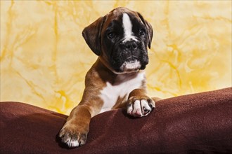 Boxer dog