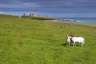 Sheep in front of Dunstanburgh Castle