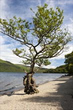 Gnarled tree standing at the shore