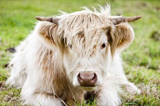 Scottish Highland Cattle