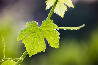 Common Grape Vine (Vitis vinifera)