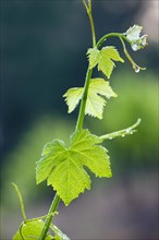 Common Grape Vine (Vitis vinifera)