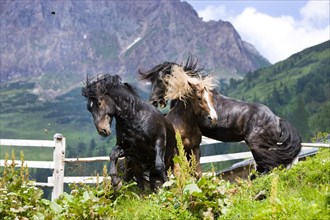 Noriker stallions during a ranking battle on an alpine pasture