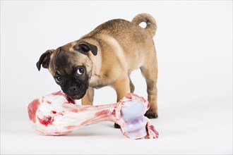 Retro Pug puppy with a bone