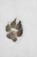 Paw print of a large dog in the snow