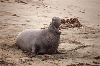 Northern Elephant Seal (Mirounga angustirostris)