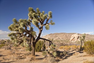 Joshua tree (Yucca brevifolia) in landscape of Hidden Valley