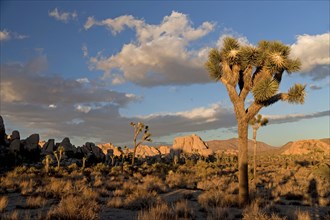 Hidden Valley with Joshua trees (Yucca brevifolia) and rocks