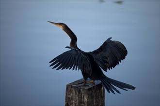 Anhinga or Snakebird (Anhinga anhinga)