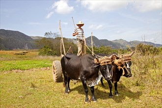 Farmer with an oxen-drawn cart