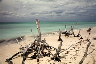 Dead trees on the beach