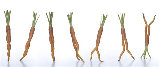 7 dancing carrots