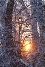 Morning sun shining through branches covered in hoarfrost