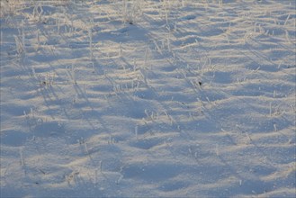 Snow covered blades of grass and their shadows in the snow