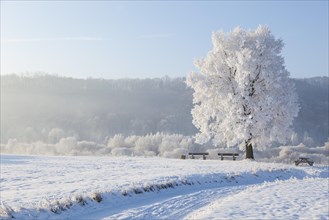 Winter landscape with trees and benches on the banks of the Elbe River