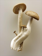 Raw fresh organic Hon-Shimeji mushrooms