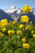 Alpine globeflowers (Trollius europaeus) meadow at 6000ft
