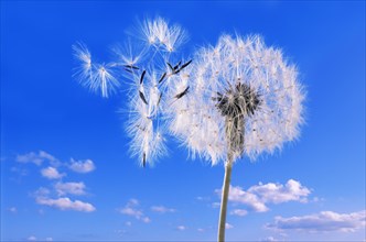 Dandelion clock against blue sky