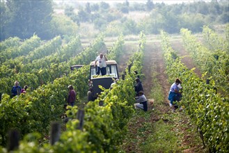 Grape harvest in the Balaton hills vineyards
