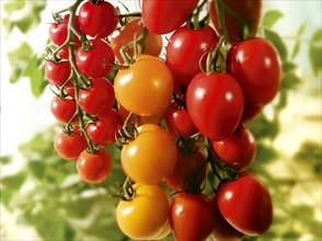 Fresh red and yellow tomatoes and plum tomatoes