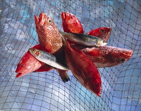 Red snapper and herrings in a fishing net above water