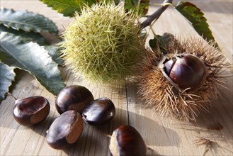 Organic chestnuts (Castanea sativa)