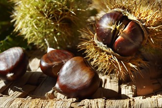 Organic chestnuts (Castanea sativa)