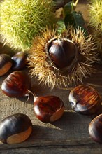 Organic chestnuts (Castanea sativa)