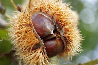 Ripe chestnuts (Castanea sativa)