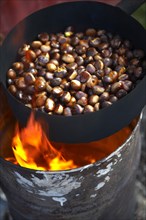 Organic chestnuts being roasted