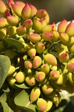 Pistachio fruits (Pistacia vera)