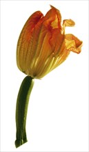 Courgette flower (Cucurbita)