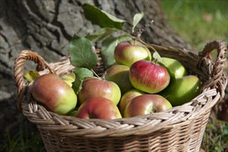 Freshly harvested organic apples in a basket